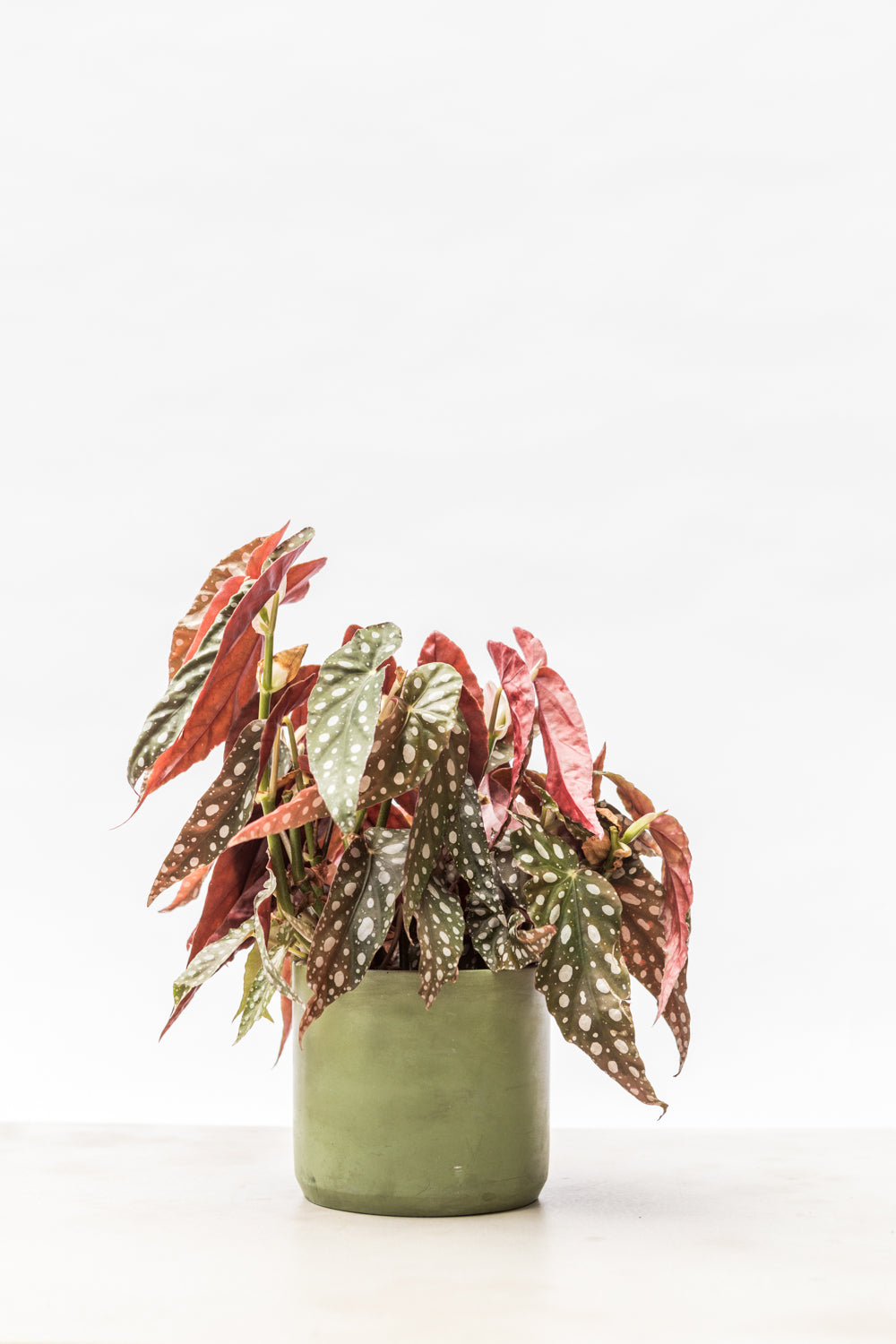 Polkadot Begonia or 'Angel Wing Plant'