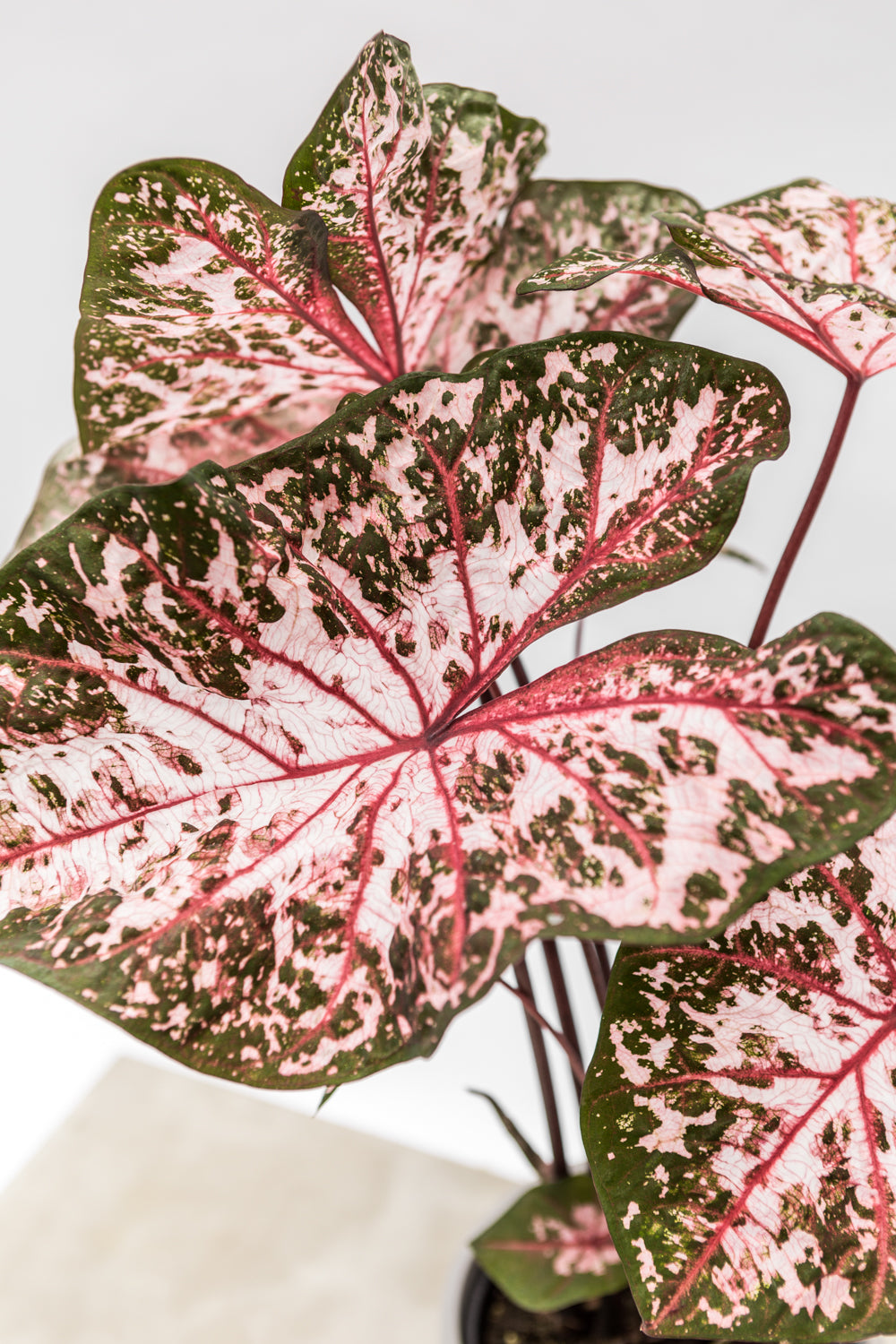 How to care for your Caladium