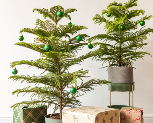 Say Hello to Your Forever Christmas Tree Alternative