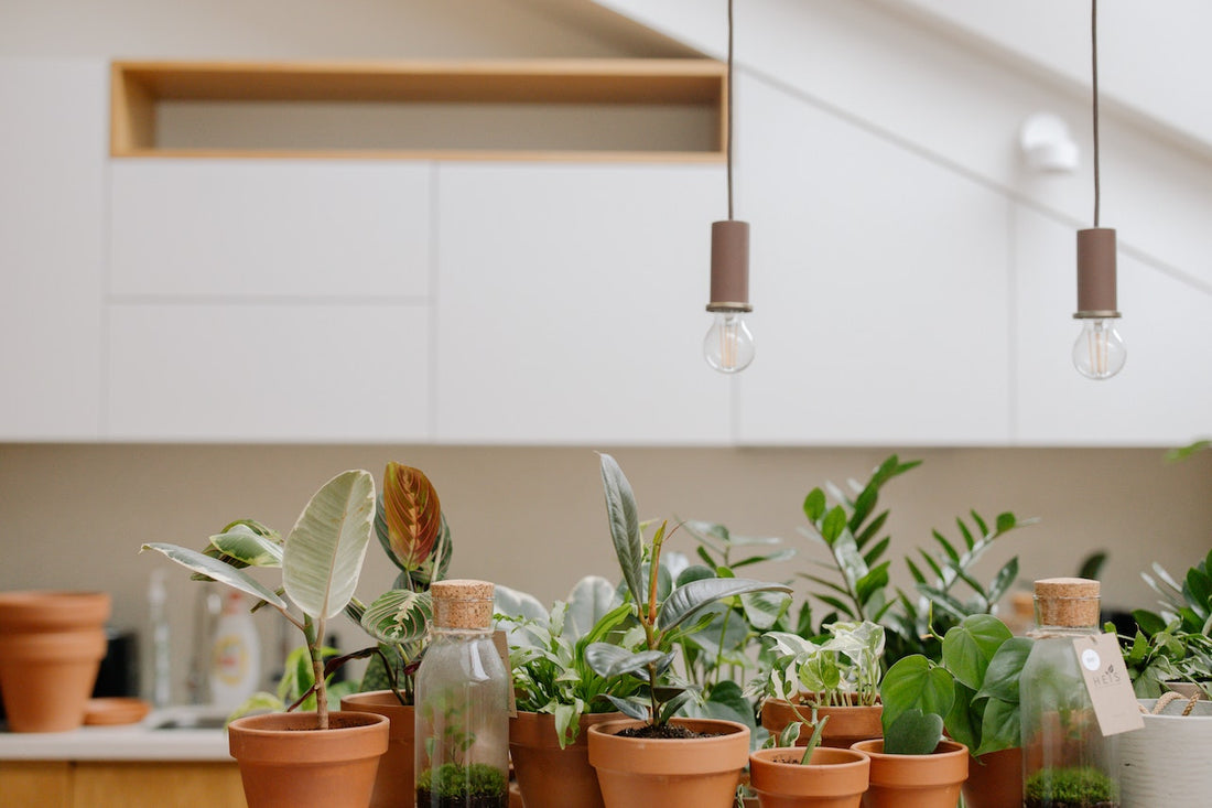 Understanding Your Plant's Lighting Needs