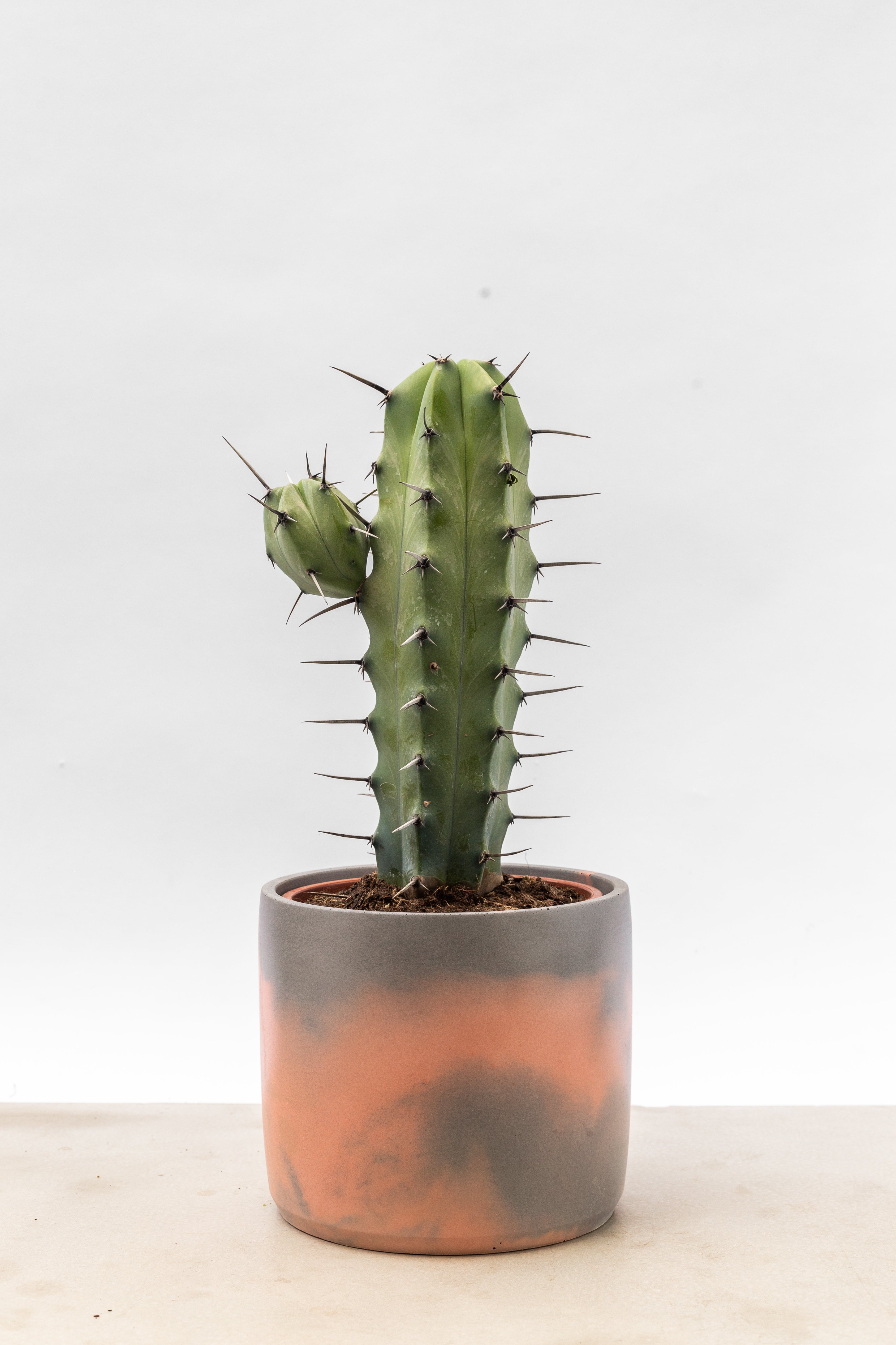 Pillar Cactus