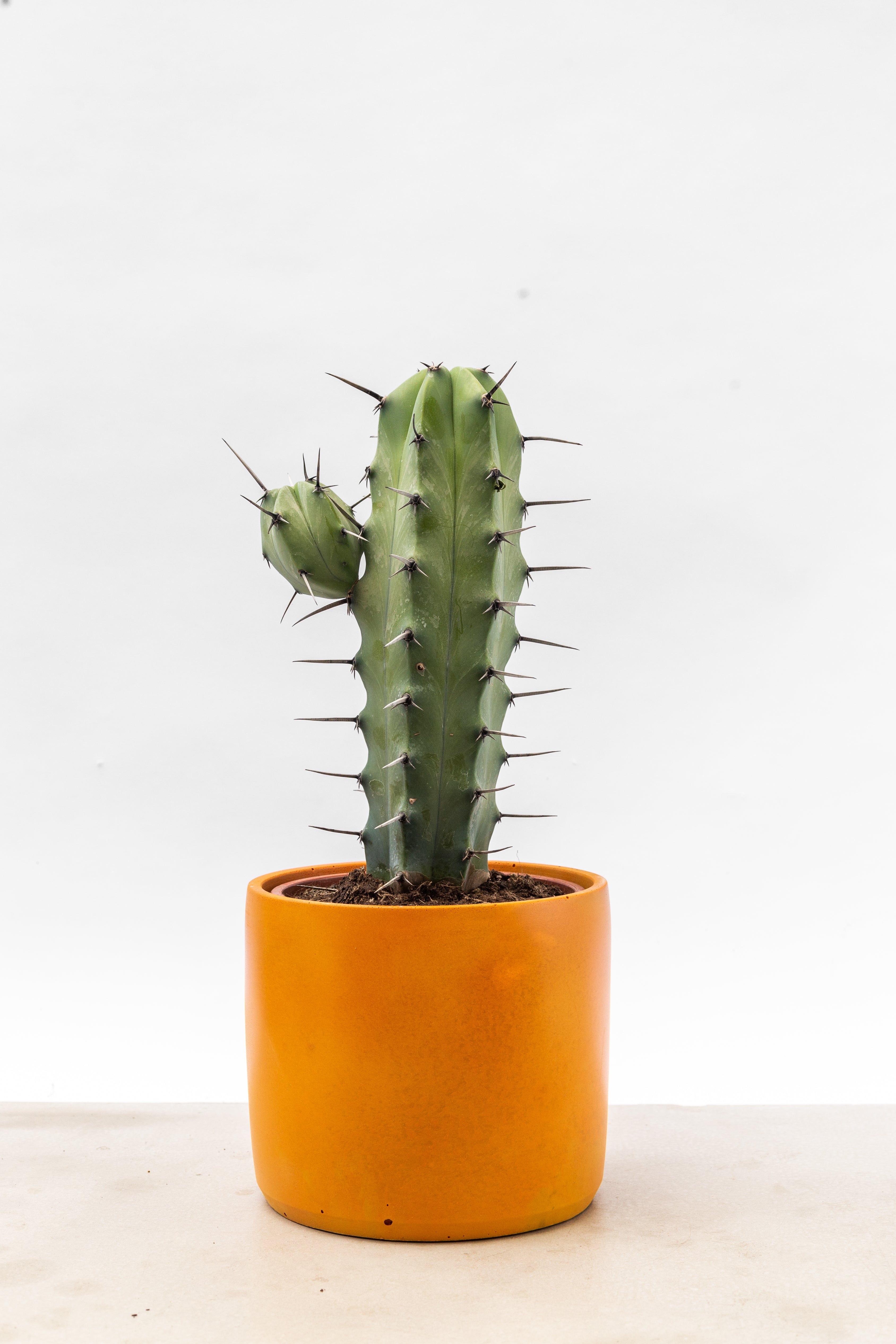 Pillar Cactus