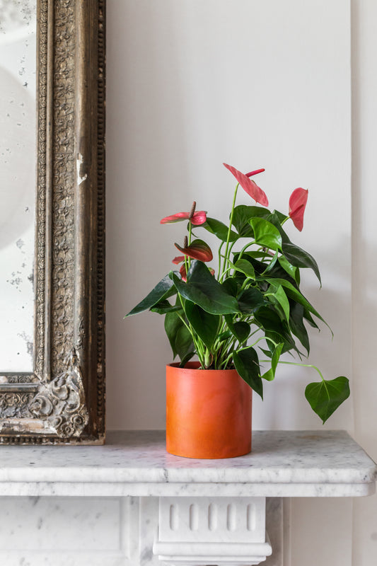 Peach and Bold Orange Plant Pot