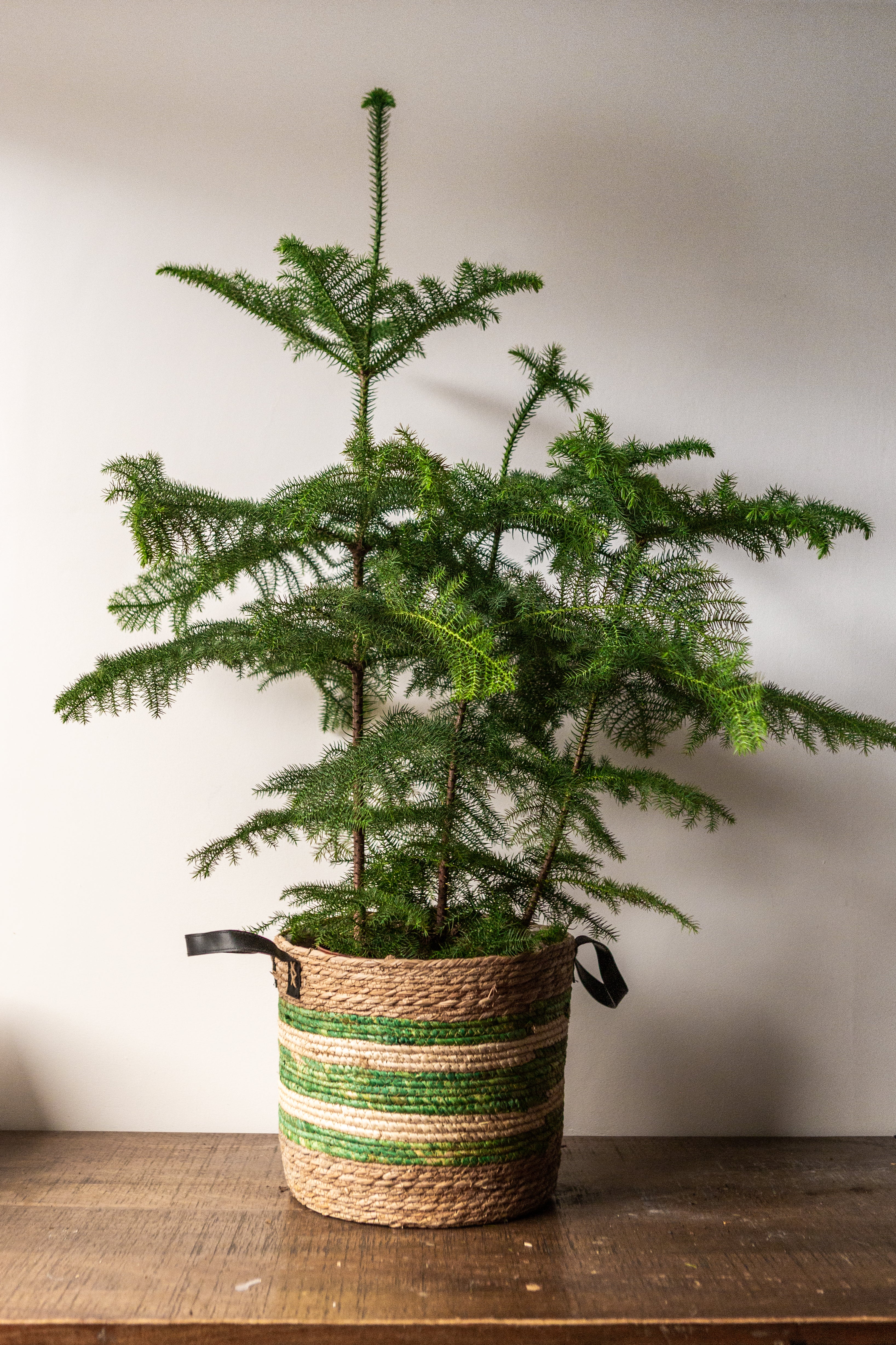 Large Bushy Norfolk Pine (3 plants in one)