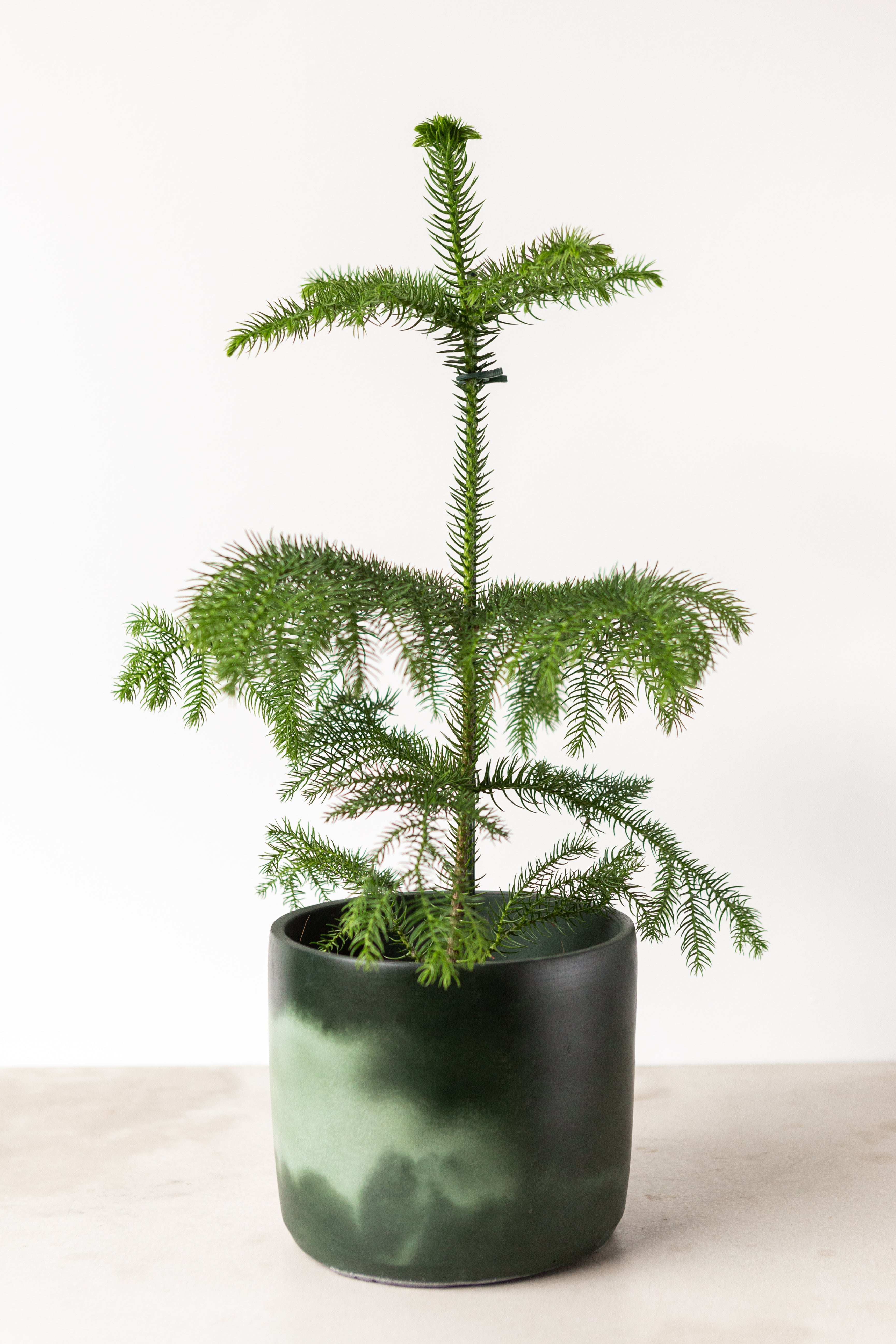 Norfolk Island Pine (50-60cm)