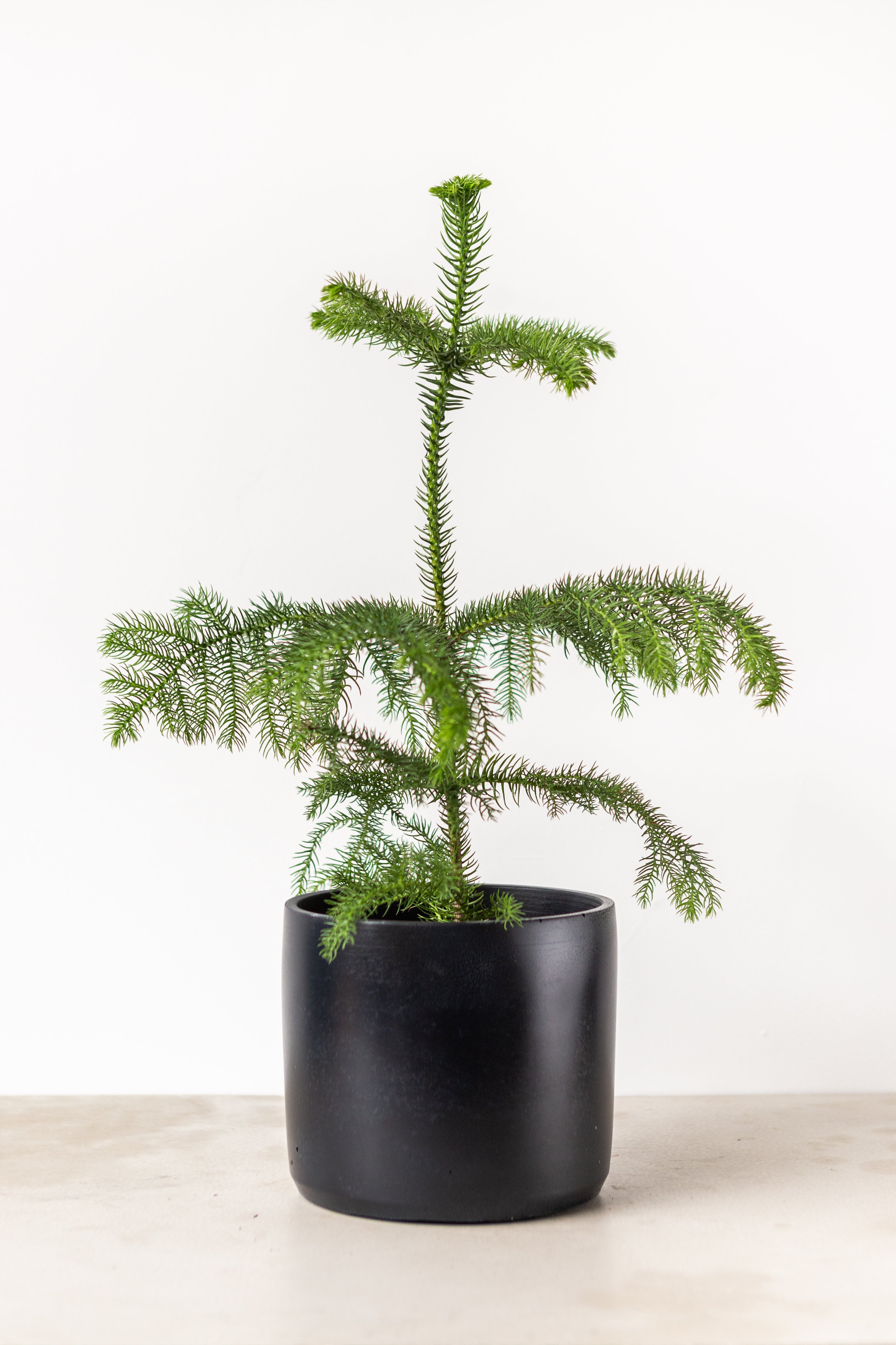 Norfolk Island Pine in a Green and Black pot