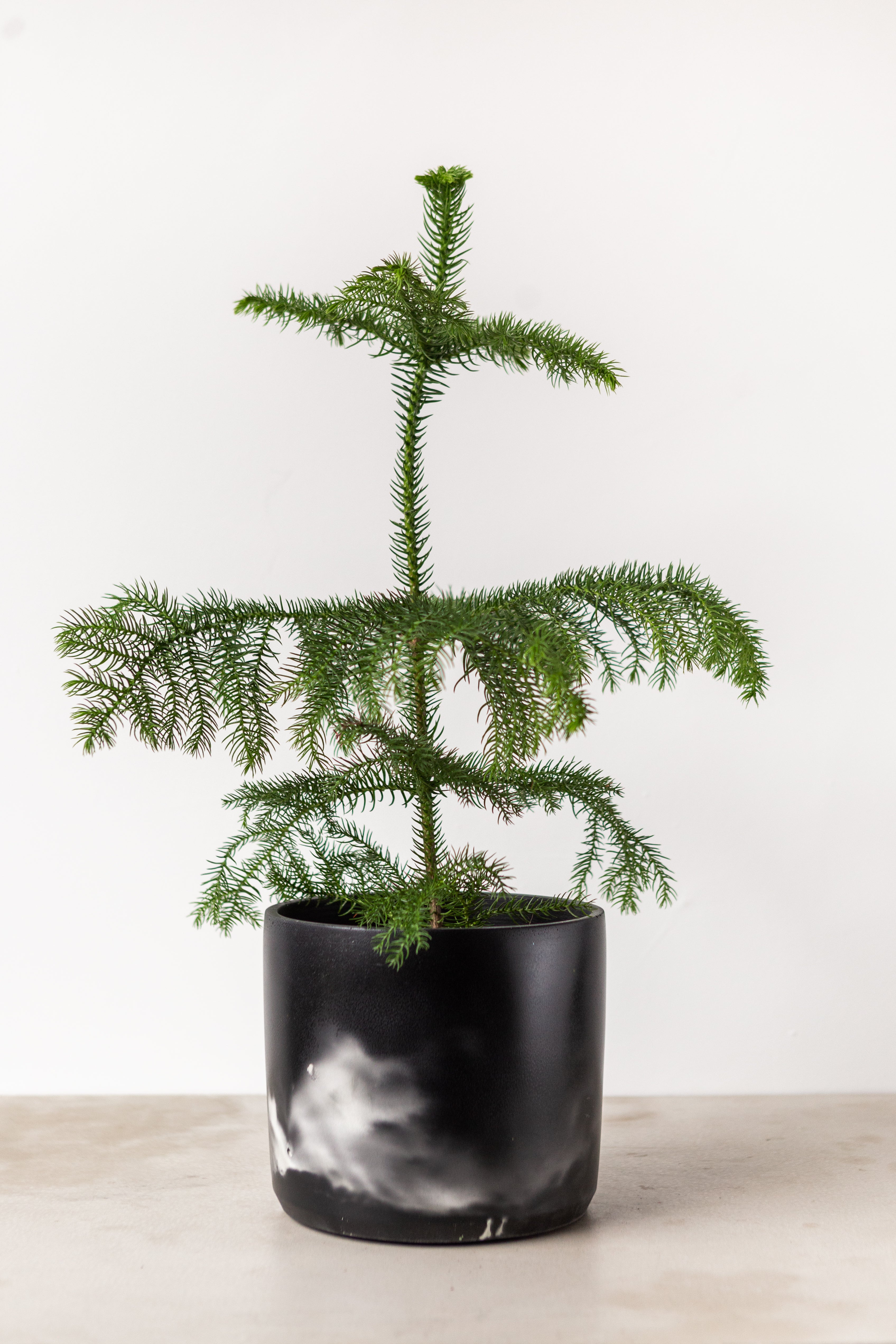 Norfolk Island Pine (50-60cm)
