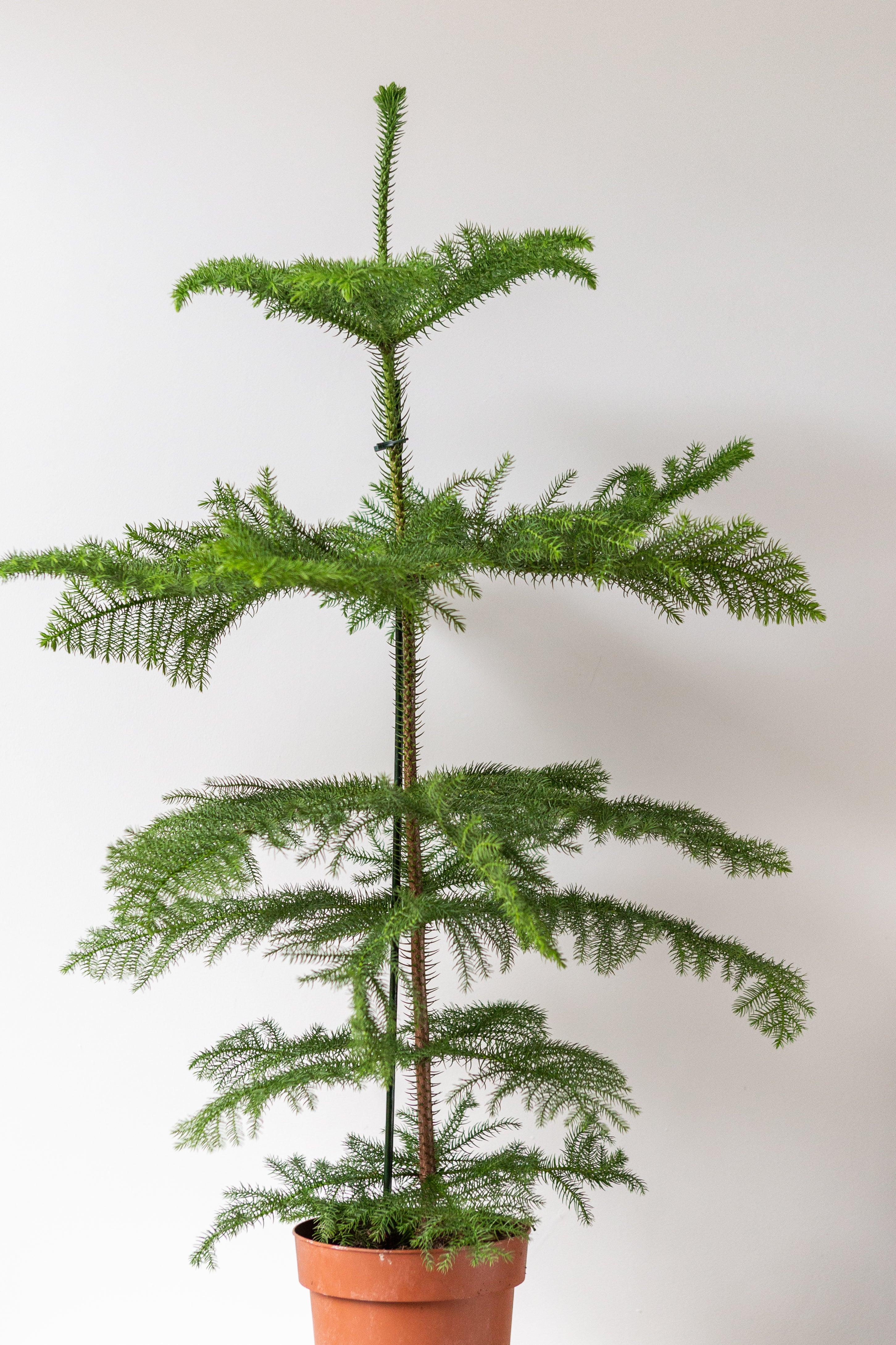 Large Norfolk Pine (100cm)