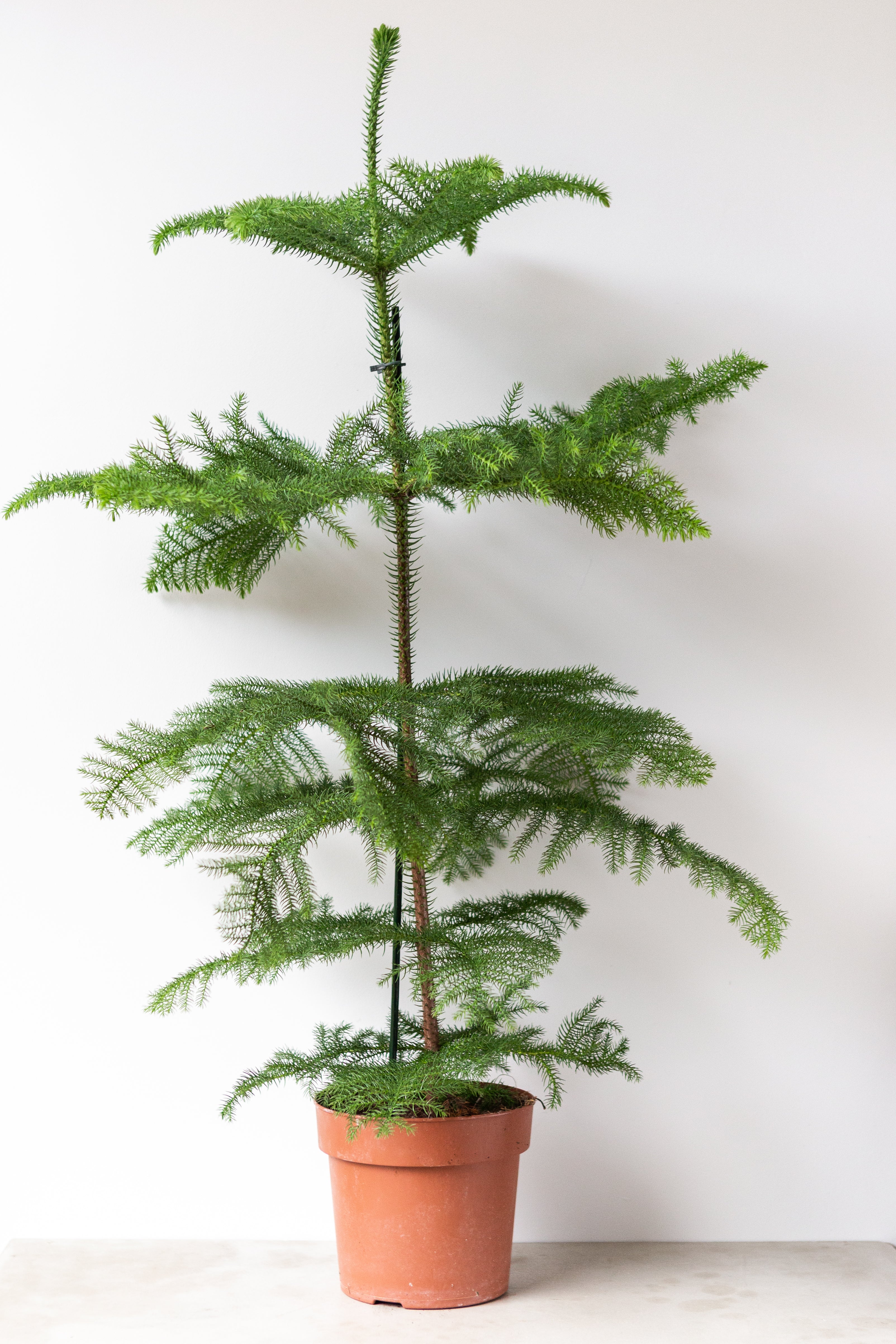Large Norfolk Pine (100cm)