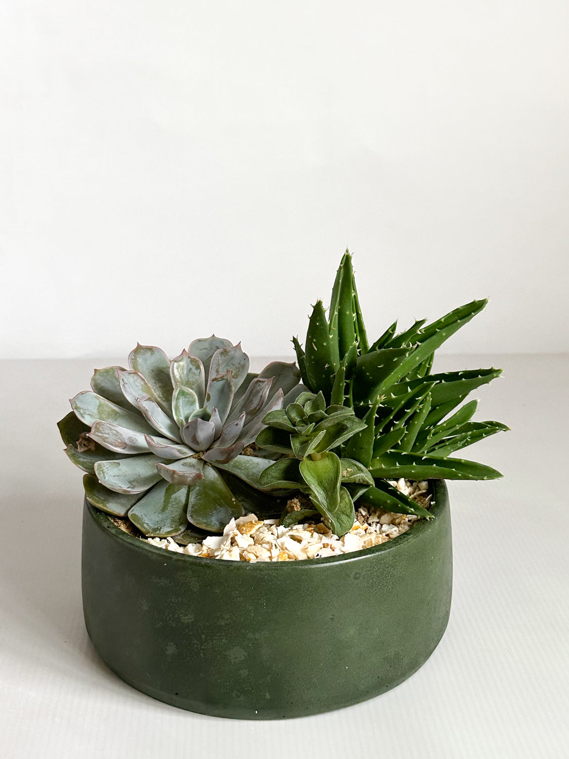 Dark Olive Green Succulent Bowl by Concrete Jungle with three succulents in it