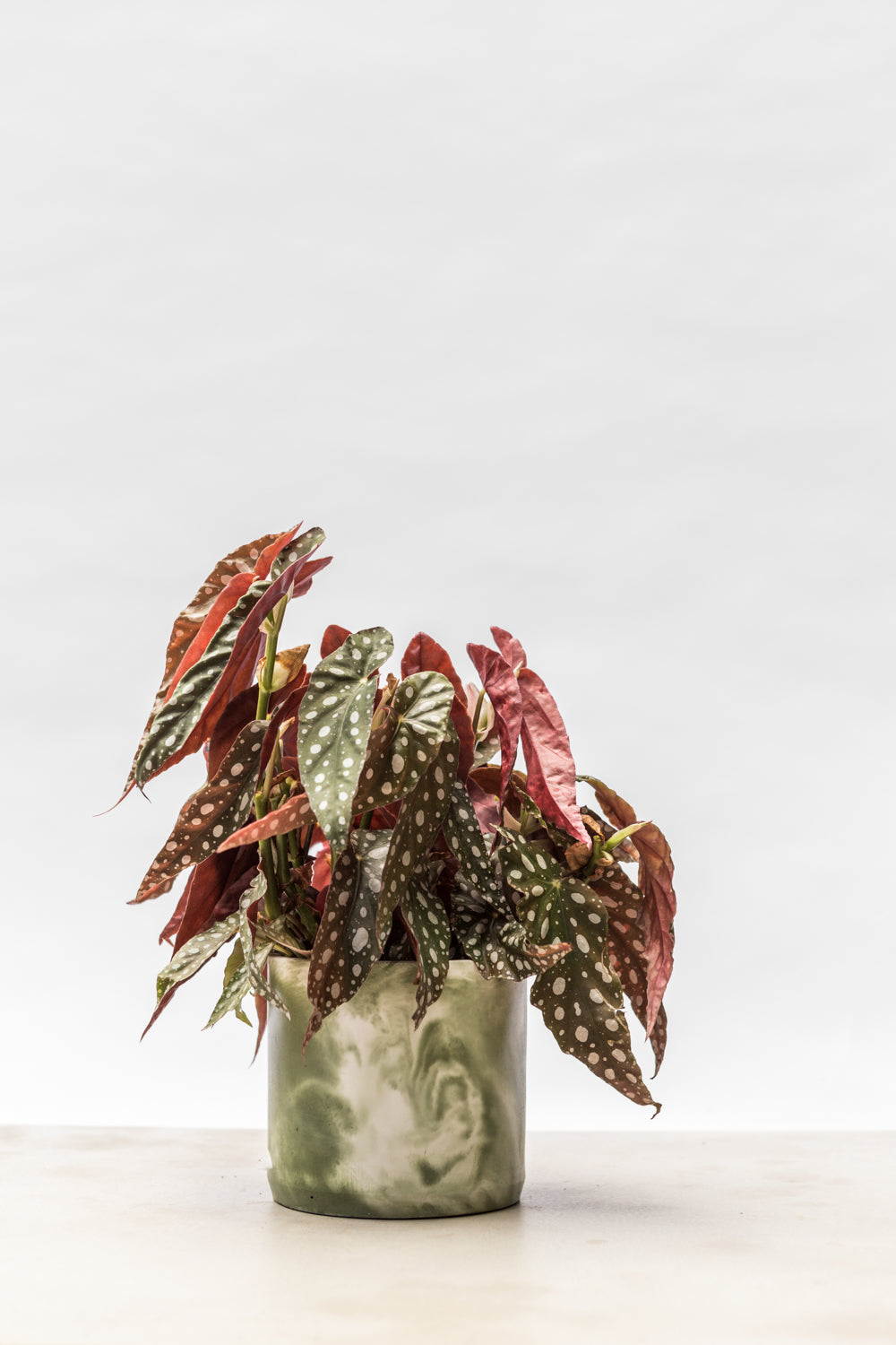 Polkadot Begonia in a Concrete Jungle Hand-Cast Pot