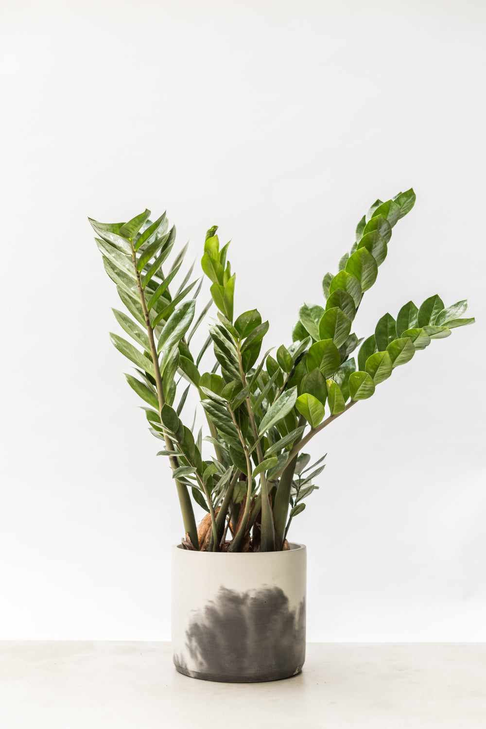 ZZ plant in a hand-cast pot made by Concrete Jungle