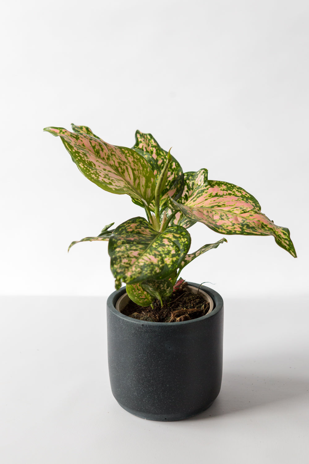 Chinese Evergreen: Spotted Star