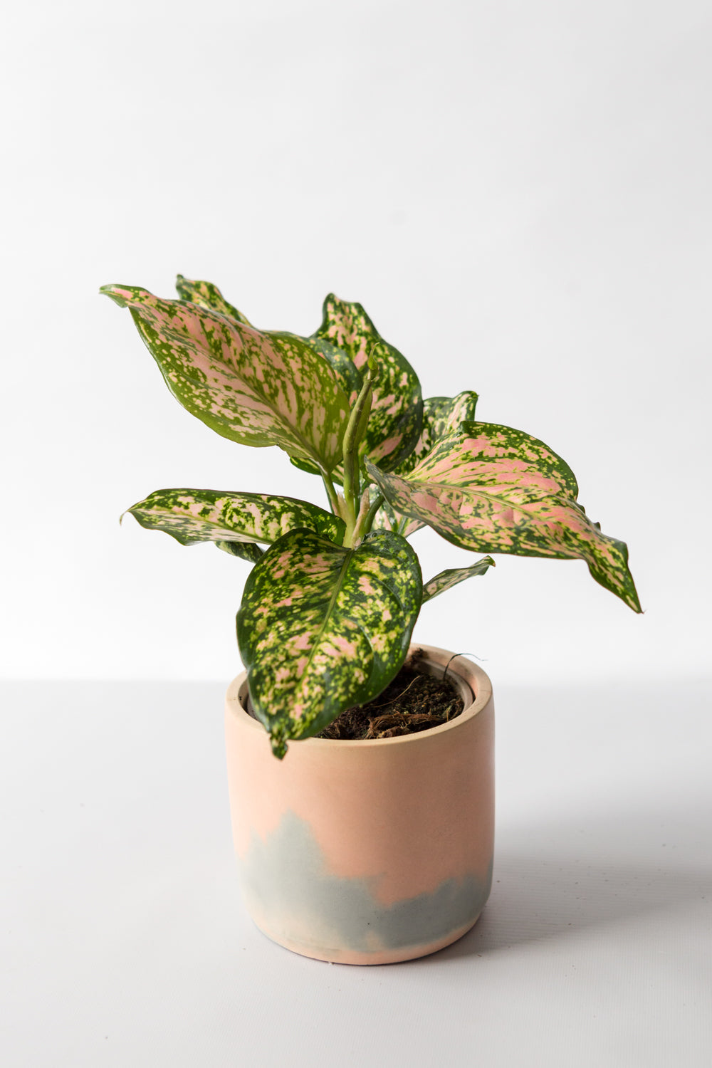 Chinese Evergreen: Spotted Star