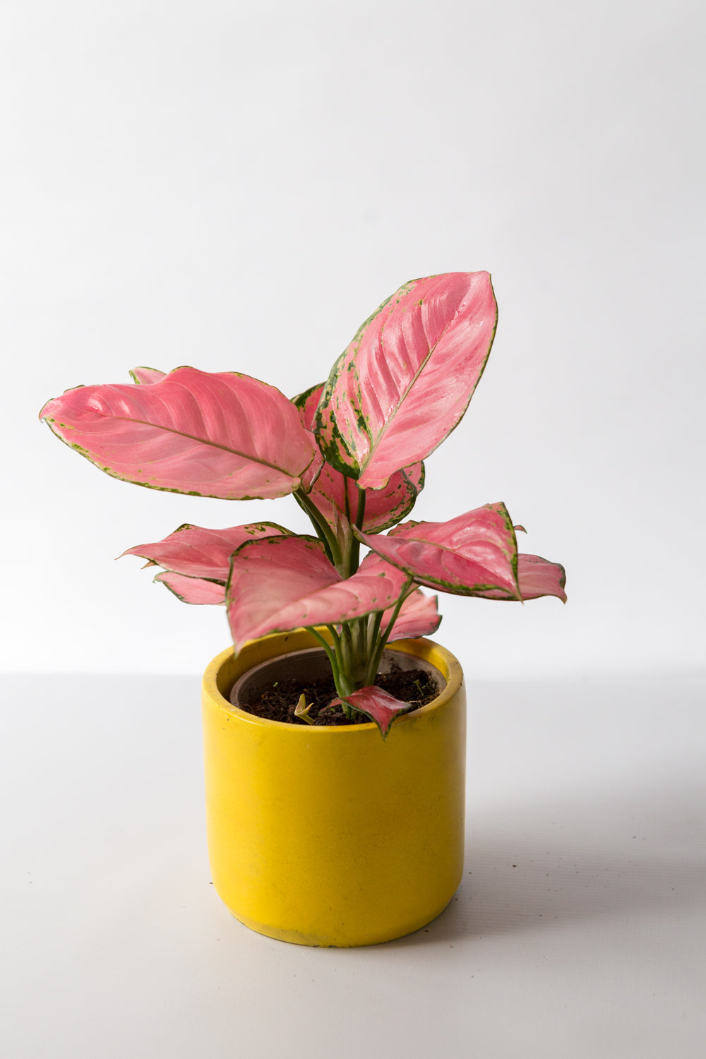 Chinese Evergreen: Pink Star