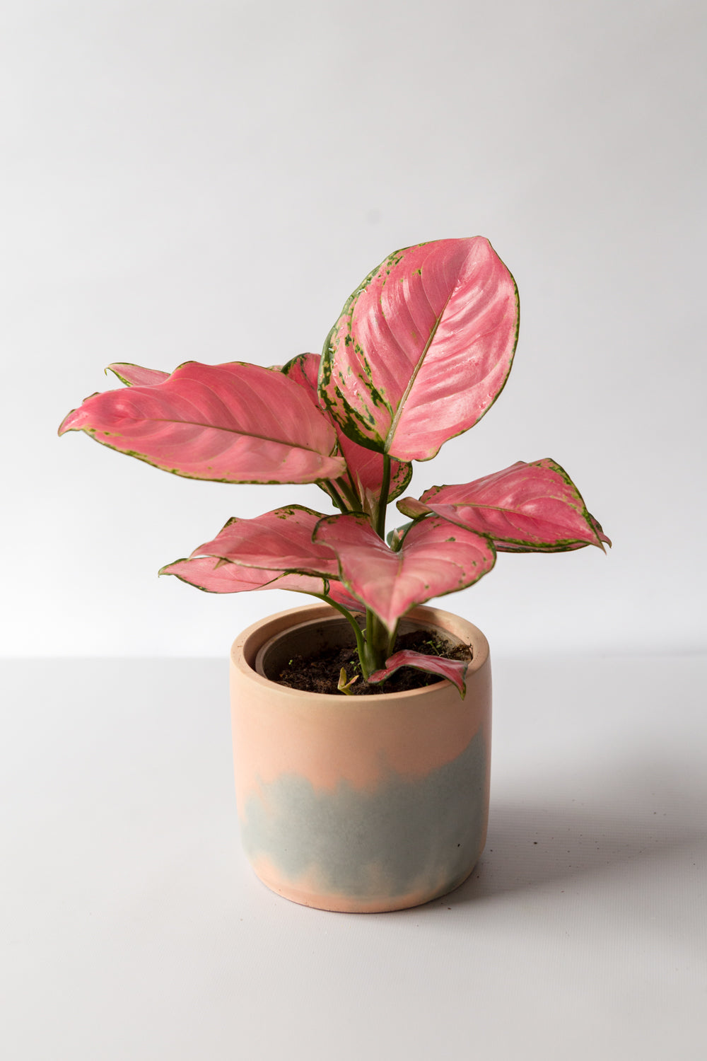Chinese Evergreen Pink Star plant in a peach and light grey hand-cast pot by Concrete Jungle