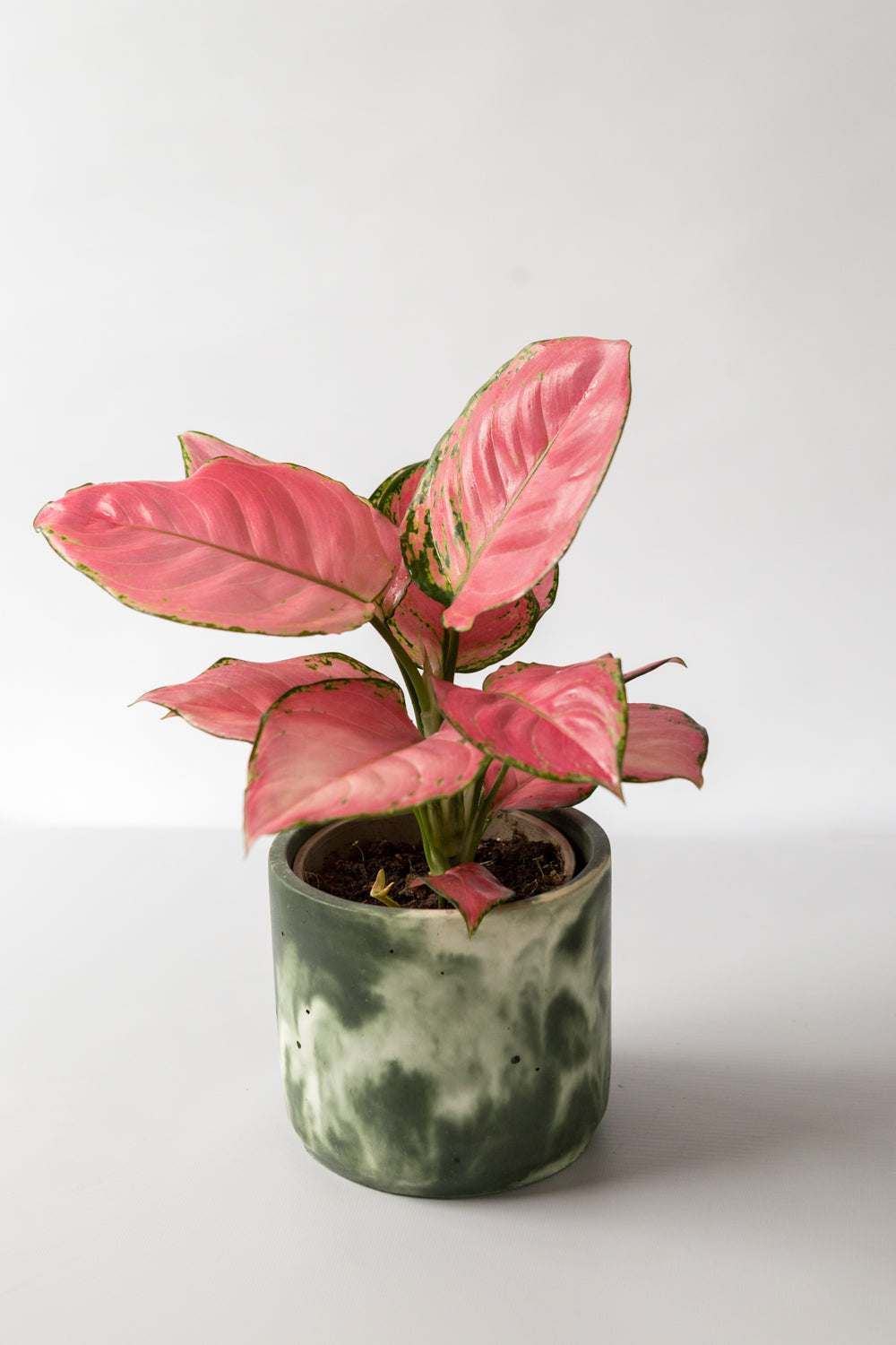 Chinese Evergreen Pink Star Plant in a muddy green and off white pot hand-cast by Concrete Jungle