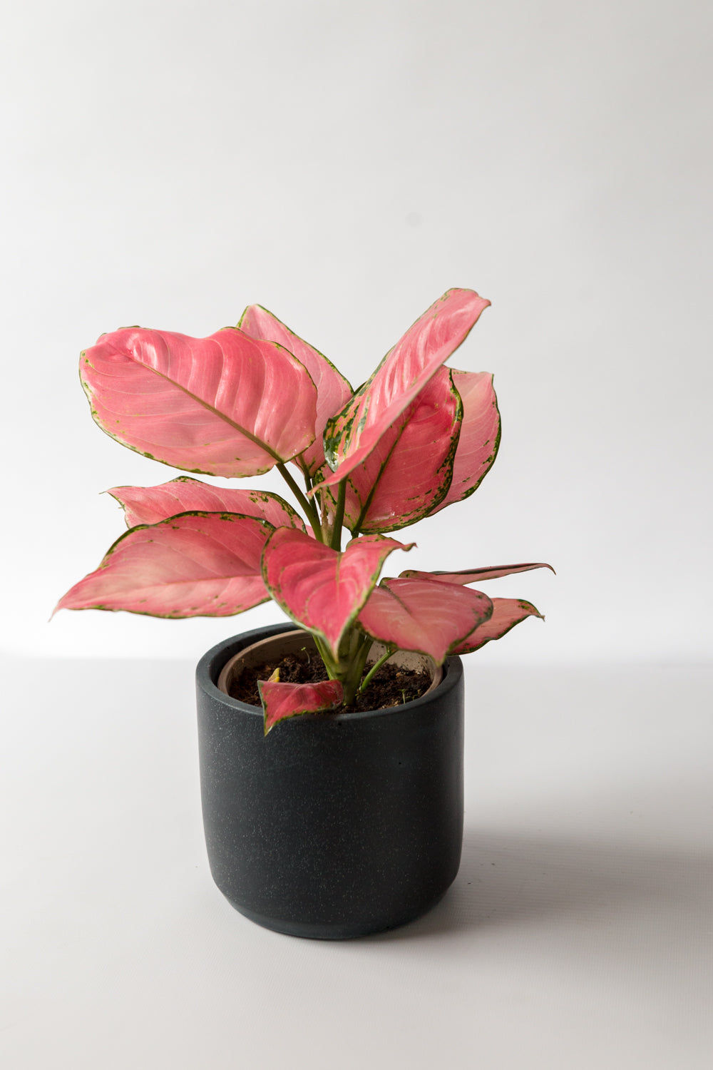 Chinese Evergreen Pink Star Plant in a Dark Hand-Cast Pot by Concrete Jungle